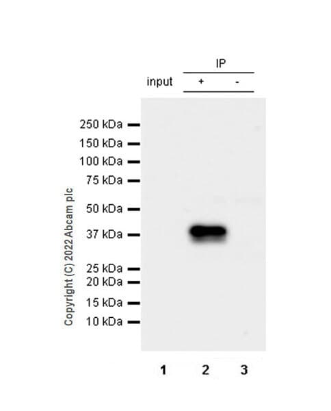 Anti-HuD antibody [EPR26472-54] (BSA and Azide free)(AB302515)
