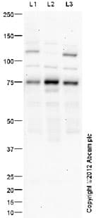 Anti-Dcp1a antibody(AB47811)