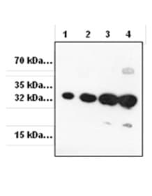 Anti-RFP antibody(AB62341)