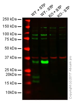 Anti-Caspase-3 antibody(AB13847)