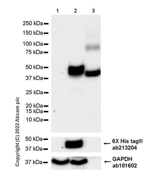 Anti-Ovalbumin antibody [EPR27117-90](AB306591)