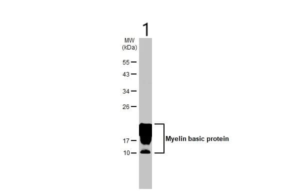 Anti-Myelin basic protein antibody [HL1033] - BSA and Azide free(ab313827)