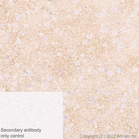 Anti-xCT antibody [EPR27115-64](AB307601)