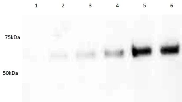 Protein Carbonyl Assay Kit (Western Blot)(AB178020)