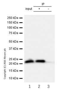 Rpl9 Antibody Ep13752 Bsa And Azide Free Ab284834  Immunoprecipitation Img407591