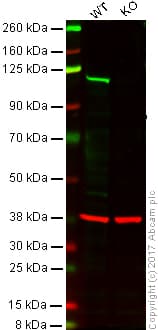 Anti-PMS2 antibody [EPR3947](AB110638)