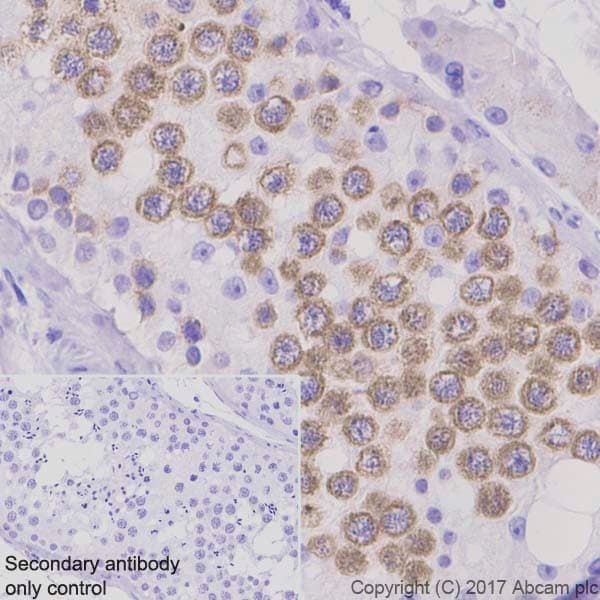 Anti-DAZL antibody [EPR21028] - BSA and Azide free(AB228135)