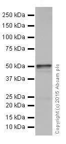 Anti-DGAT1 antibody [EPR13430](AB178711)