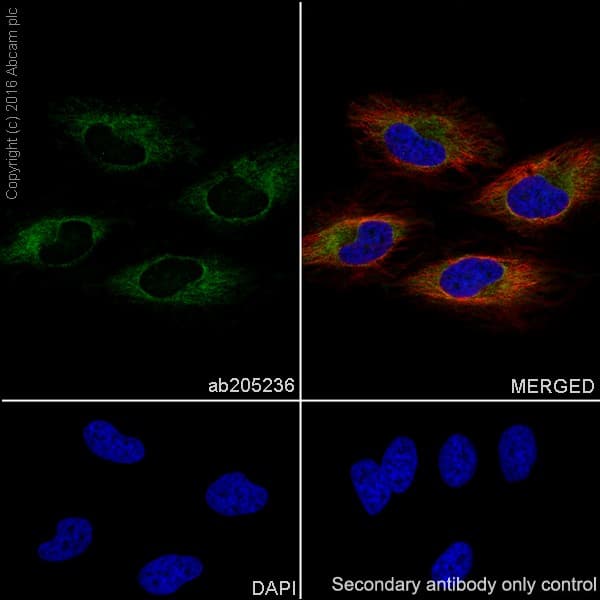 Anti-Mitofusin 2 antibody [EPR19796] - BSA and Azide free(AB251422)