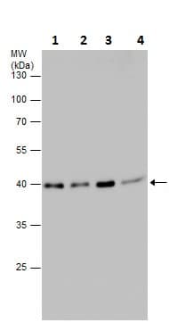 Anti-PRAS40 (phospho S183) antibody(AB226994)