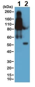 Rabbit Monoclonal Rm108 Mouse Igg2b Fc Biotin Ab238532  Western Blot Img88012
