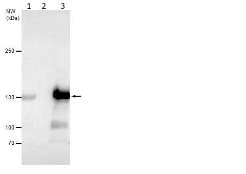 Anti-Dnmt3a antibody - N-terminal(AB228691)