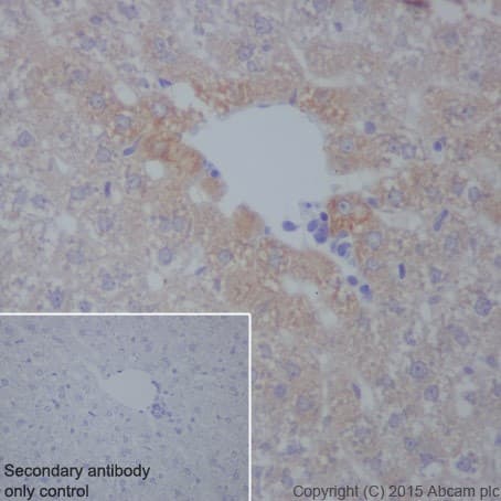 Anti-C3 antibody [EPR19394](AB200999)