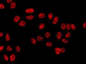 Anti-NUP50 antibody [EPR9526] - BSA and Azide free(ab240104)