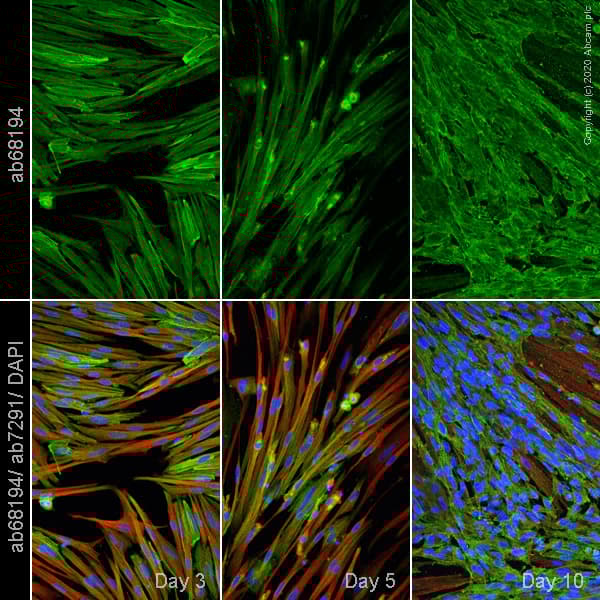 ioSkeletal Myocytes - Human iPSC derived cells(AB277612)