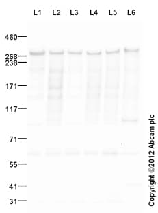 Goat Rabbit Igg H L Hrp Preadsorbed Ab97080  Western Blot Img13169