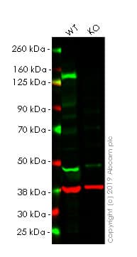 Anti-Met (c-Met) antibody [EP1454Y] - N-terminal(AB51067)
