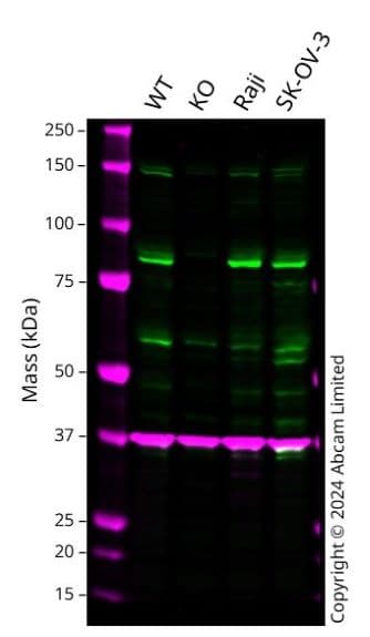 Anti-SRPK1 antibody(AB189839)
