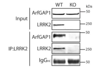 Anti-LRRK2 antibody [MJFF2 (c41-2)](AB133474)