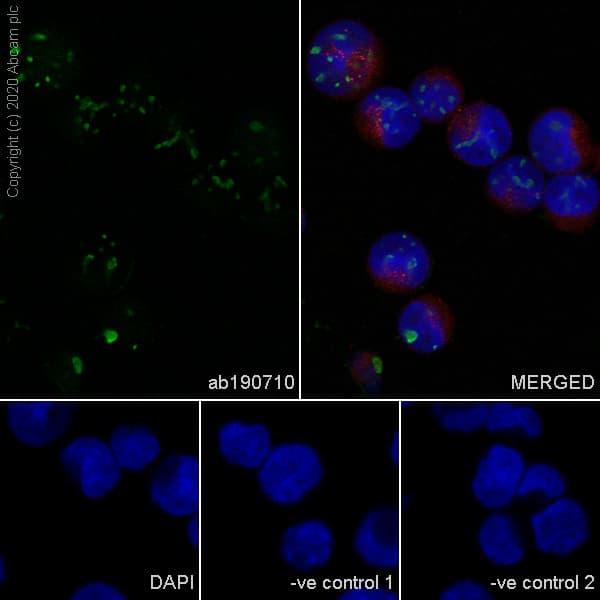 Anti-Human Nucleoli antibody [NM95] - Nucleolar Marker(AB190710)