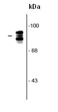 Anti-Periostin antibody(AB92460)