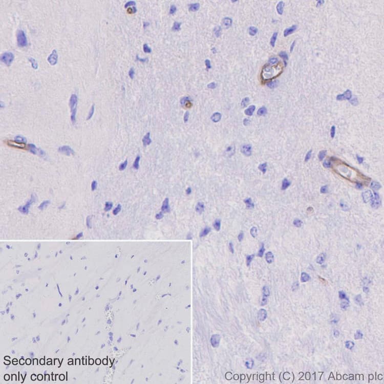 Anti-Integrin alpha 5 antibody [EPR7854] - Low endotoxin, Azide free(AB221606)