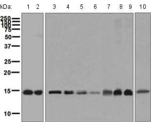 Anti-PFDN5 antibody [EPR7755] - BSA and Azide free(AB248313)