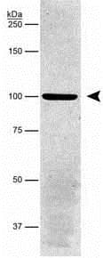 Anti-alpha 1 Sodium Potassium ATPase antibody [464.6] - BSA and Azide free(AB237969)