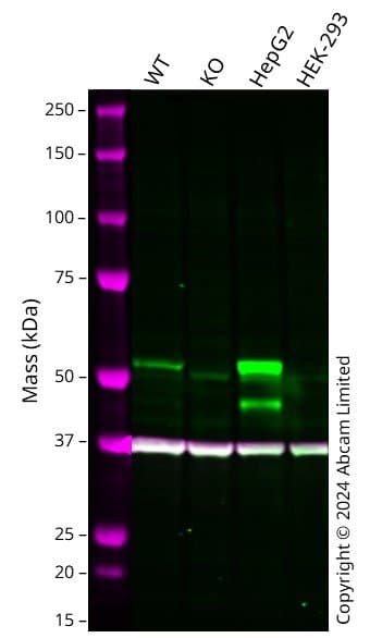 Anti-HNF-4-alpha antibody [K9218](ab41898)