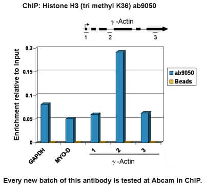 Anti-Histone H3 (tri methyl K36) antibody - ChIP Grade(ab9050)