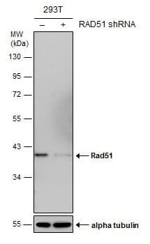 Anti-Rad51 antibody [14B4](AB213)
