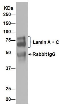Anti-Lamin A + Lamin C antibody [EPR4100] - Nuclear Envelope Marker(AB108595)