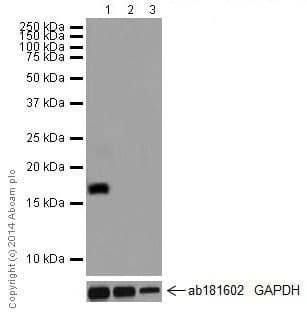 Anti-CCL25 antibody [EPR12388(2)] - BSA and Azide free(AB251307)