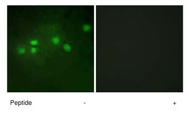 Anti-ELF1 antibody(ab64937)