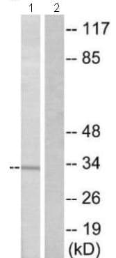 Or51b5 Antibody Ab129965  Western Blot Img32798