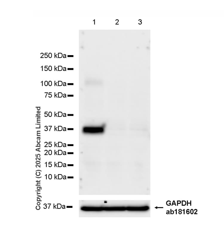 Anti-xCT antibody [EPR27115-64](AB307601)