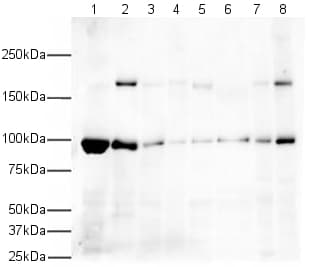 Anti-EEA1 antibody - Early Endosome Marker(AB2900)