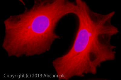 Goat Rabbit Igg Fc Alexa Fluor 647 Preadsorbed Ab150099  Immunocytochemistry Immunofluorescence Img91477