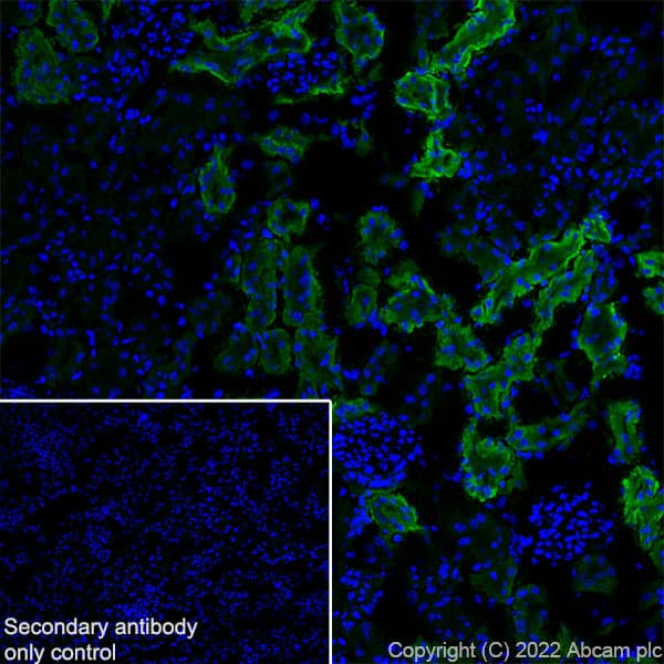 Anti-CD98 antibody [EPR27111-83] - BSA and Azide free(AB303511)