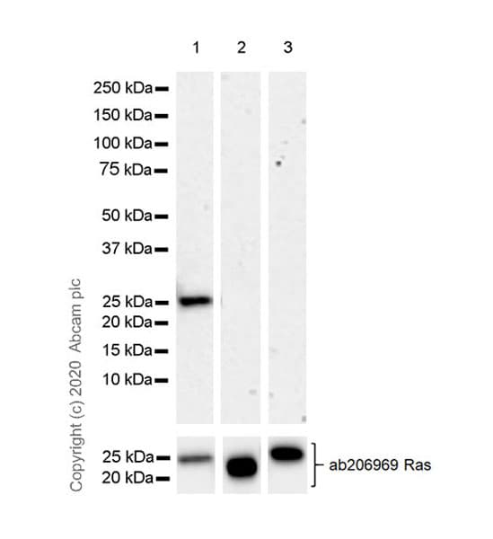 Anti-KRAS antibody [EPR23474-76](AB275876)