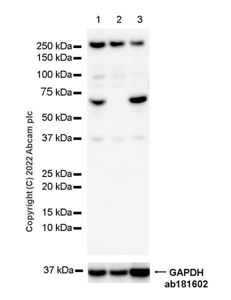 Anti-NF-kB p65 antibody [E379] - Mouse IgG2a (Chimeric)(AB307840)