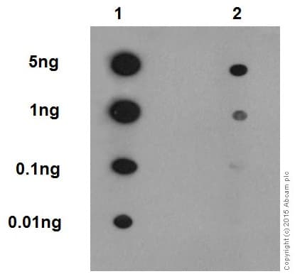 Anti-RIP3 (phospho S232) antibody [EPR9516(N)-25] - BSA and Azide free(AB240336)