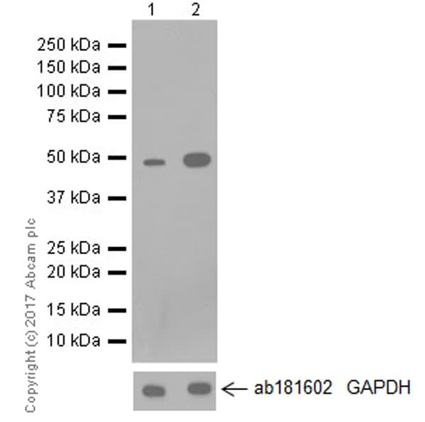 Anti-TRIM21/SS-A antibody [EPR20290](AB207728)