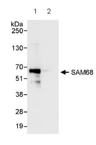 Sam68 Antibody Ab86239  Immunoprecipitation Img60738