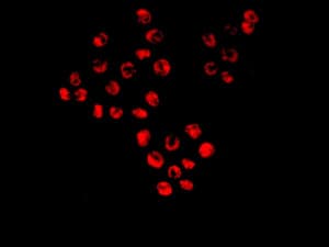 Anti-AKAP 95 antibody [EPR8978(B)](AB134923)