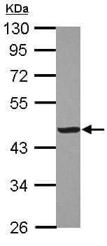 Creatine Kinase Mm Antibody Ab126244  Western Blot Img155393