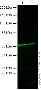 Anti-beta III Tubulin antibody [TU-20] - Neuronal Marker(ab7751)