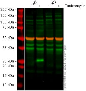 Anti-DDIT3 antibody [9C8](AB11419)