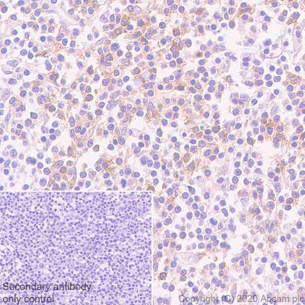 Anti-CD1c antibody [EPR23189-196] - BSA and Azide free(AB270797)