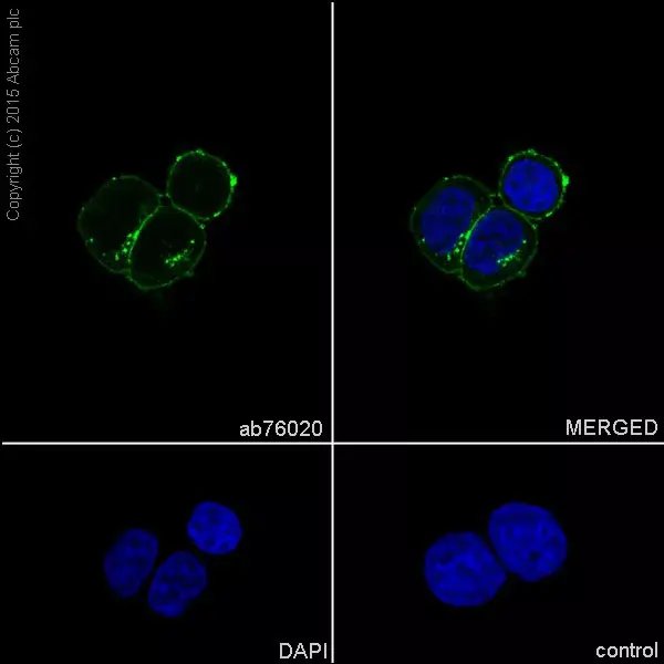 Anti-Sodium Potassium ATPase antibody [EP1845Y] - Plasma Membrane Loading Control(AB76020)